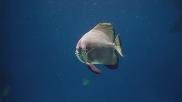 close-up of fish in the ocean . the ecology and fauna of the oceans