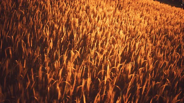 Golden Wheat Field and Sunny Day