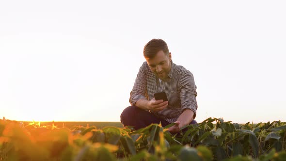 A Successful Farmer on His Plantation of Soybean Checks the Crop