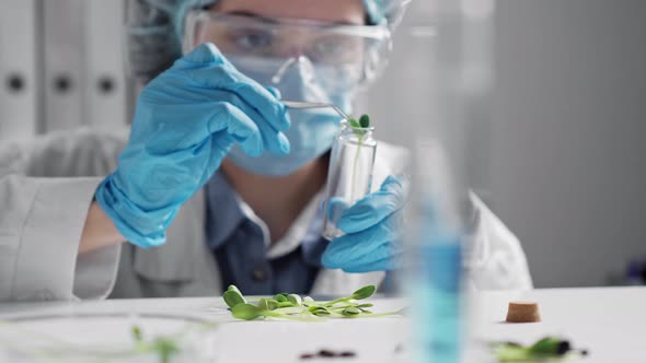 Doctor In Gloves, Mask Transfers Green Sprout Of Medicinal Herbs Into Test Tube Laboratory Assistant
