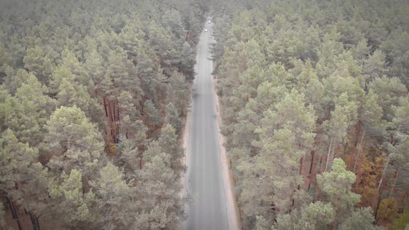 Countryside road in forest