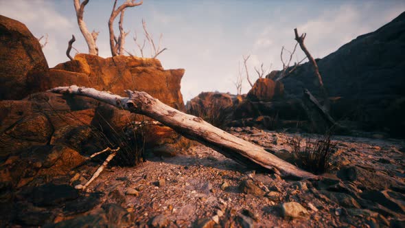 Dry Dead Tree Branches and Mountain Ridge