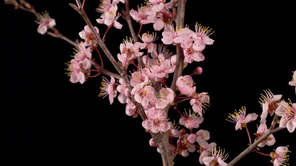 Pink Flowers Blossoms on the Branches Cherry Tree