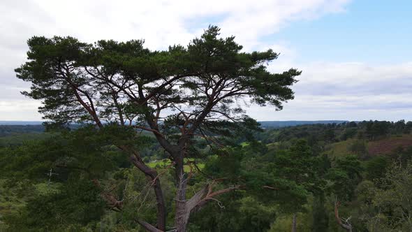 Tall tree and overview of surrounding landscape. Aerial reverse