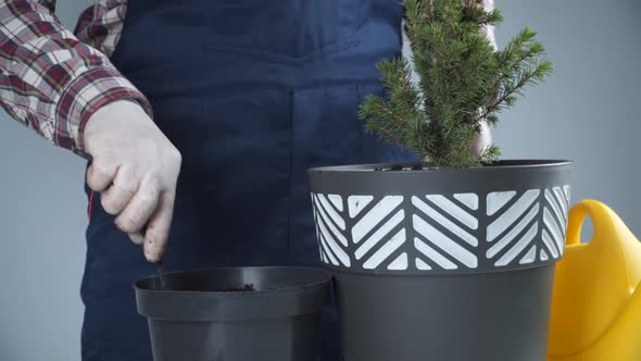 Hands Closeup of Male Gardener in Uniform and Gloves Transplants House Plant of Genus of Coniferous