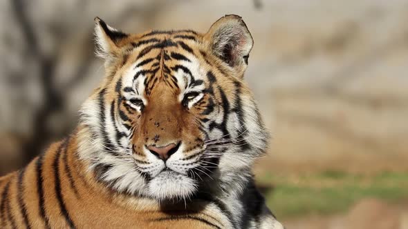 Bengal Tiger Portrait 