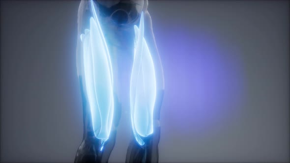 Thigh Muscles - Visible Muscle Anatomy Map alt