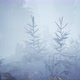 Scary mystical dark foggy forest in motion Flythrough animation 4K - VideoHive Item for Sale