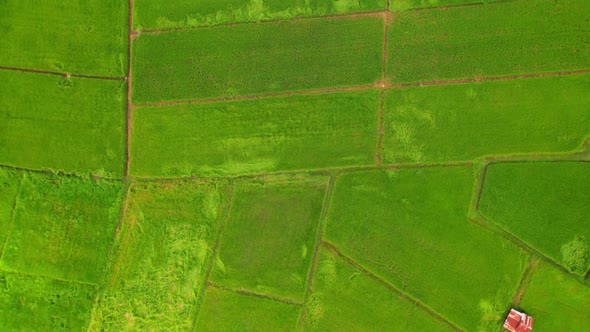 4K, A green rice field waving in the wind, Green rice plants growing. Nature Aerial footage