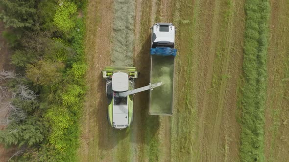 Wheat Silage picking and Truck loading operation, Top down aerial follow view.