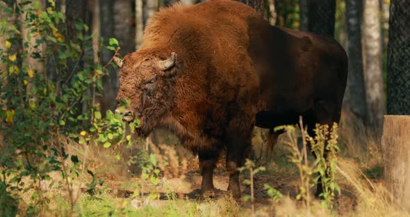 European Bison Or Bison Bonasus Also Known As Wisent Or European Wood Bison In Autumn Forest