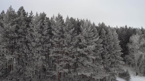 Frozen Winter Pine Peaks