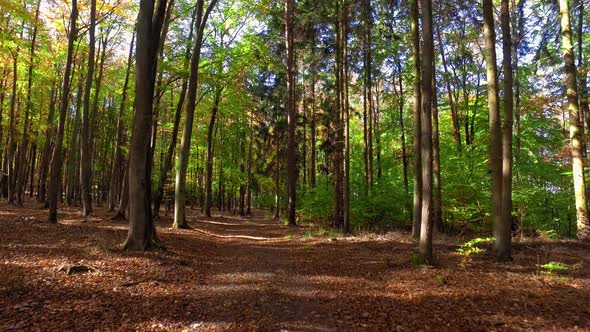 Walking in the autumn forest in sunny Poland