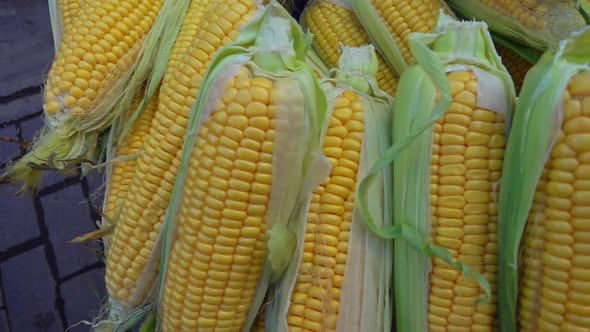 Pile Of Fresh Corn On The Counter In The Market