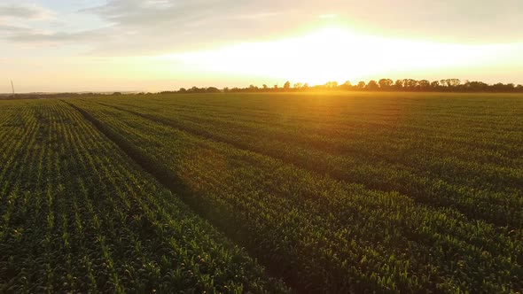 Flying Over Green Corn Field on Huge Sunset. 