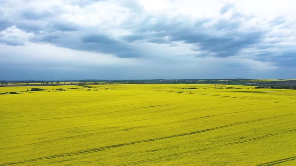 Yellow Rapeseed Field Panorama with Beautiul Cloudy Sky Aerial View