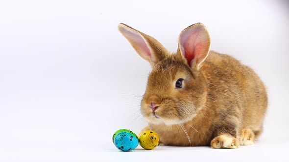 Little Easter Fluffy Brown Cute Rabbit with Big Ears and Mustache Sit Next to Easter Painted Eggs on