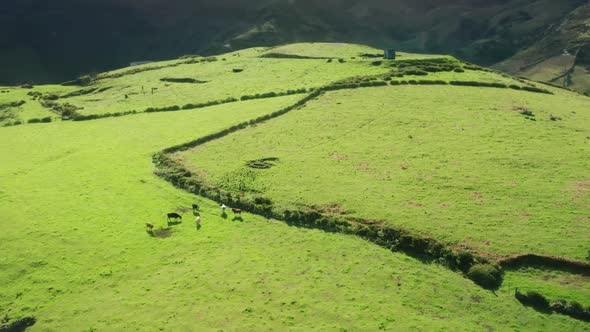 Aerial Footage of a Herd of Cows in the Luscious Pasture