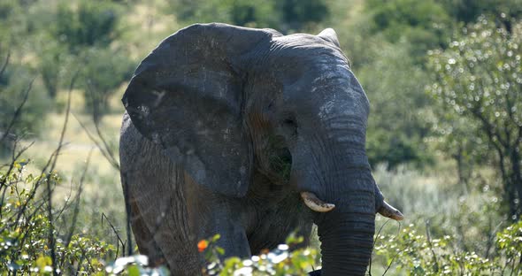 big african elephants in Etosha national park, Namibia