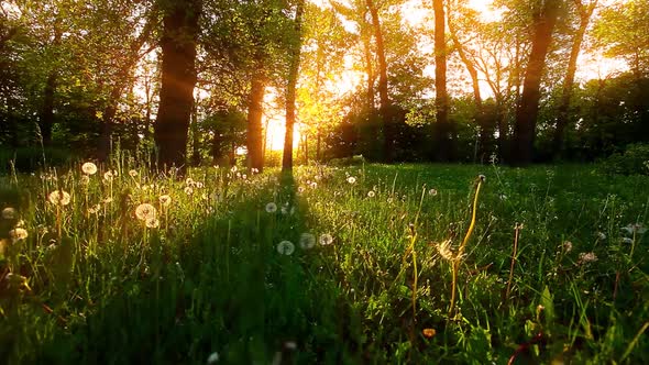 morning in a forest slow motion