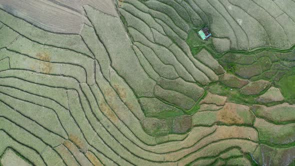 Wat Ban Wen Rice Fields in Nan Province Thailand