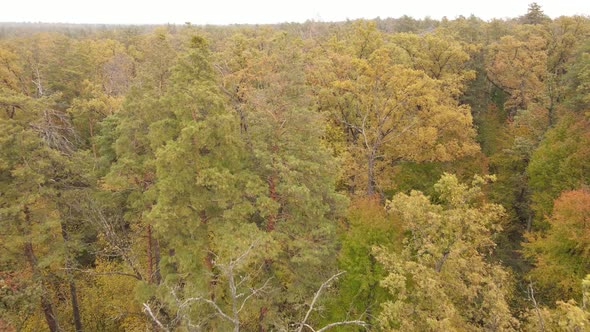 Forest with Trees in the Fall During the Day