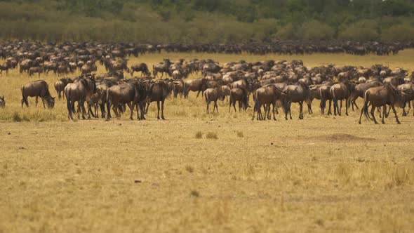 Gnus on the savannah