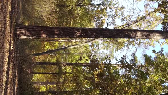 Vertical Video of a Forest with Many Trees in Autumn