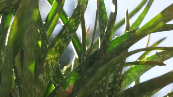 Healthy Aloe Vera 19