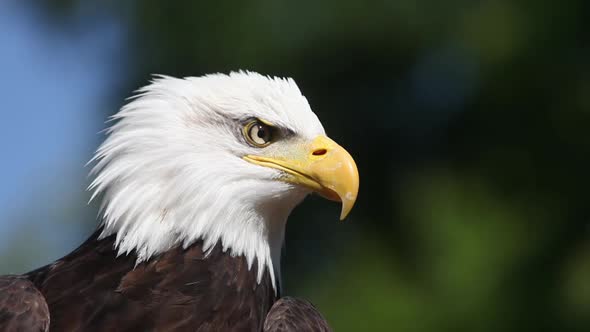 750086 Bald Eagle, haliaeetus leucocephalus, Portrait of Adult Calling and looking around, Real Time