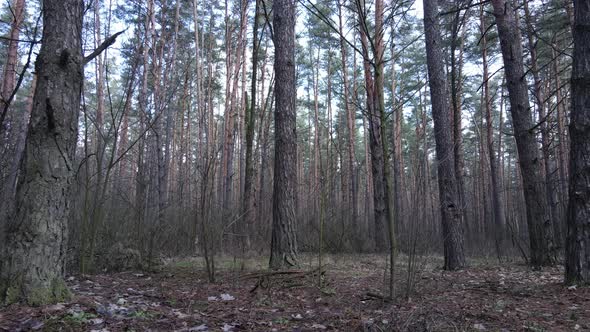 Forest Landscape Aerial View Slow Motion