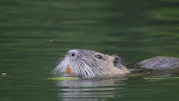 Close up of a coypu eating pieces of a plant with its big orange incisors while floating on a pond.