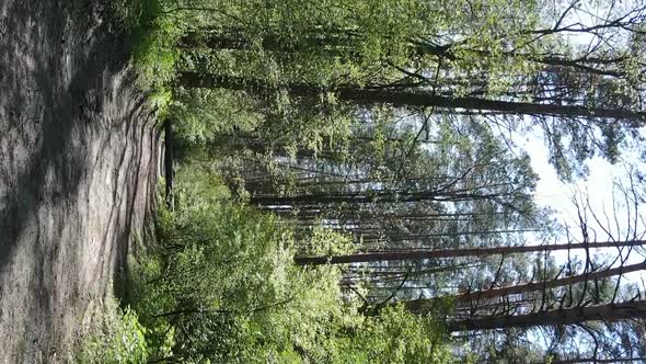 Vertical Video of Green Forest During the Day