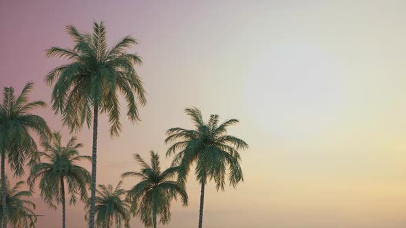 Airplane flying over palm trees. Holiday flight under sunset light.Vacation departure. 