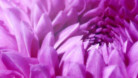 A Purple Dahlia Flower on Black Background. Close Ap and Rotated