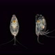 Ostracode Halocyprida Under the Microscope, Phylum: Arthropoda, Subclass: Myodocopa - VideoHive Item for Sale