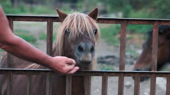 Man Feeding Pony at the Farm.