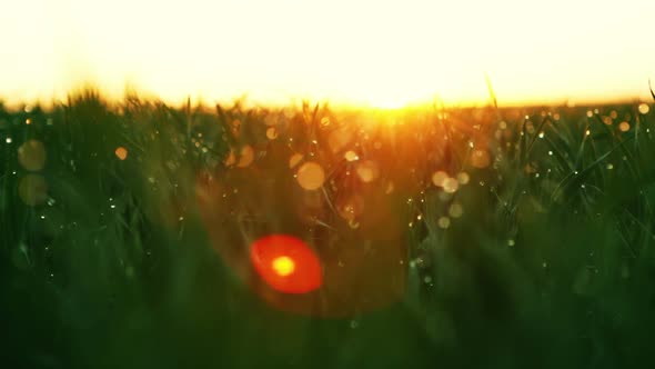 Water Drop on the Top of Grass Leaf in the Orange Sunrise Light