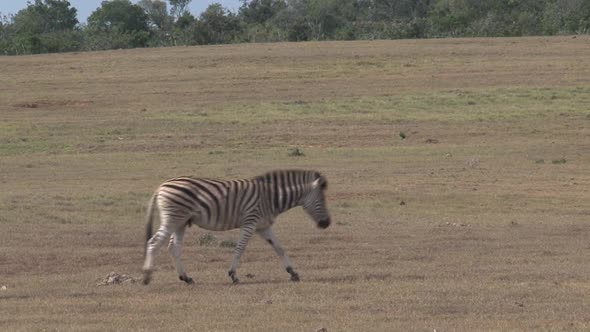 Herd of zebras walking on the savanna