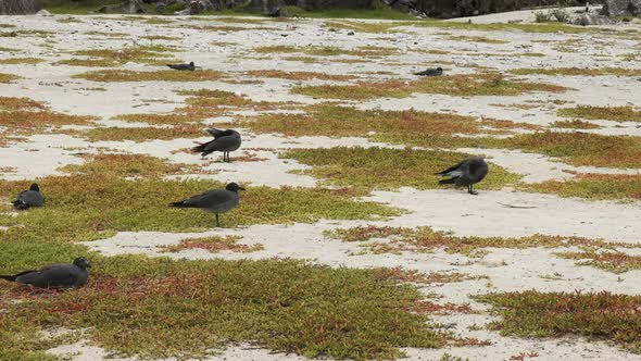 lava gulls nesting on a beach on isla genovesa in the galapagos