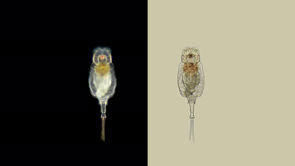 Rotifers Trichotria Sp. Under the Microscope, Trichotriidae Family, Tail (Leg) in the Form of a