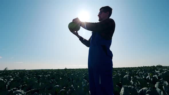 Agriculturer, Farmer Is Lifting Cabbage and Looking at It