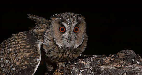 Long Eared Owl, asio otus, Adult, Normandy in France, Real Time 4K