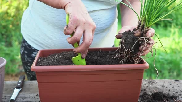 Gardening at Home