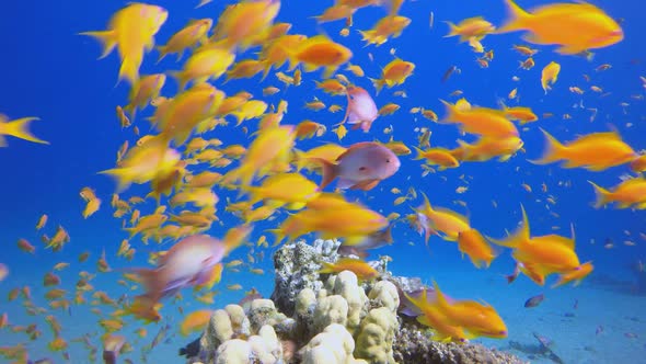 Underwater Tropical Colourful Reef