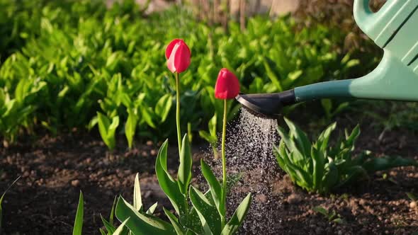 Take Care of Garden  Close Up View of Gardener Watering Flowers Slowmotion Video