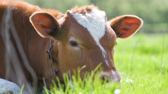 Young Calf Resting on Green Pasture Grass on Summer Day