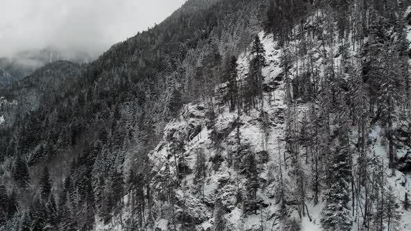 Beautiful Snowy White Forest on a Frosty Winter Day