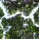 Crown Shyness Big Tree Showing Gap Between Tree Top Avoid Touching In Tropical Forest - VideoHive Item for Sale