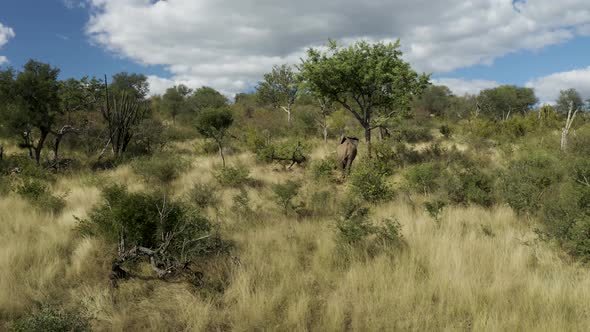 Aerial View of Elephants walk in the savana, Balule Nature Reserve, Maruleng NU.